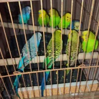 مرغ عشق|پرنده|شیراز, کرونی(خاتونک)|دیوار