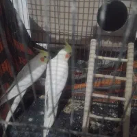 عروس هلندی