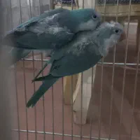 جفت راهب آبی