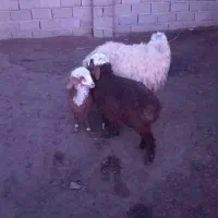 میش جمل داره بزکل هم اوست