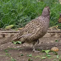 ق ر اول طلایی زیبا