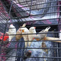 فنچ کینگ|پرنده|تهران, امام زاده عبدالله|دیوار