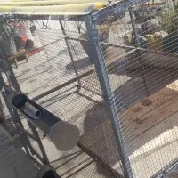 فقس مرغ وخروس