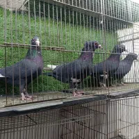 سلام دوستان بله نر رسید