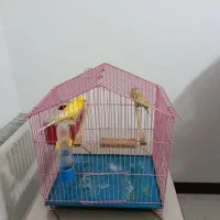 مرغ عشق مولد