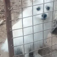 فروش سگ|سگ|نظرآباد, رسالت|دیوار