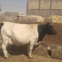 گاو