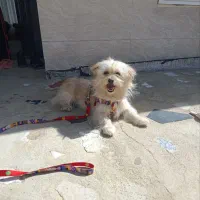 سگ معاوضه باکفتر