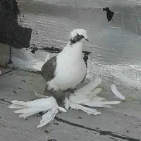 کفتر|پرنده|باسمنج, |دیوار