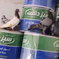 کفتر|پرنده|اردبیل, |دیوار