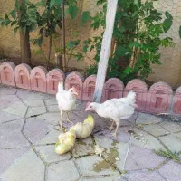 2عدد خروس