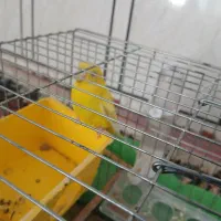 مرغ عشق روستای زراقلی|پرنده|رامهرمز, |دیوار