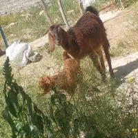 کلرکهره دار