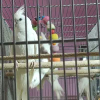 عروس هلندی آلبینو و لوتینو مولد بشرط|پرنده|قم, علی آباد|دیوار