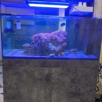 اکواریوم ابشور