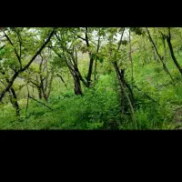 باغ ۳۰۰ متربالندر