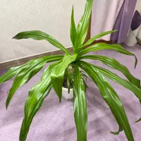 گل آپارتمانی اشک ملکه|گل و گیاه طبیعی|اصفهان, شهرک کاوه|دیوار