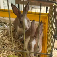 دو عدد خرگوش با قفس به فروش میرسد