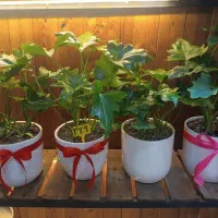 گل برگ انجیری|گل و گیاه طبیعی|کرج, گلشهر|دیوار