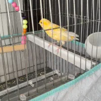 قناری سر حال و خوش صدا