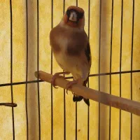 سهره نر