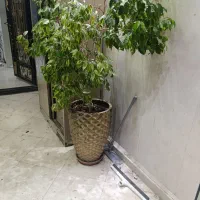 درختچه بنجامین و سرخسی