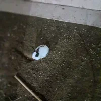 خرگوش|موش و خرگوش|سنندج, |دیوار