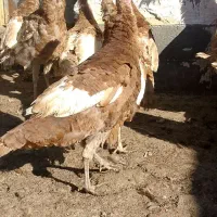 بوقلمون سورمحلی