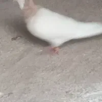 ی جفت طوقی روزگاری|پرنده|خانمیرزا, |دیوار