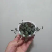 گل لاکچری سروپژیا نقره ای