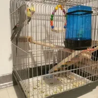 قفس عروس  هلندی