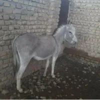 خرماده(الاغ ماده)