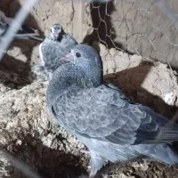 کفتر فروشی|پرنده|مینودشت, |دیوار