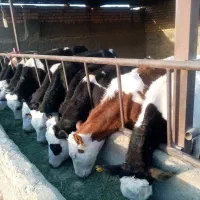 سیمینتال ماده