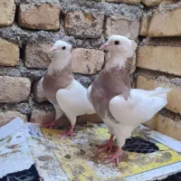 طوقی دمسفیددمسیاه سینه ای کله الماسی سرخ کاشونی