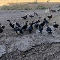 اردک سیکا گوشتی