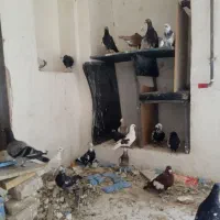 کفتر بهبهانی پلاکی روهم دونی 200