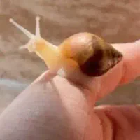 بچه حلزون ۳ سانتی و مولد