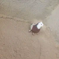 طوق سرخ|پرنده|آباده, |دیوار