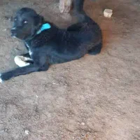 سلام چهار  سگ وسه خر گله ای باهمه چیز معاوظه|سگ|آباده, |دیوار