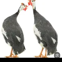 سلام خسته نباشید مرغ شاخدار برای فروش دونه ۳۰۰
