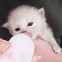 بچه گربه پرشین