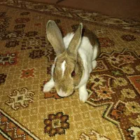 یک خرگوش خانگی