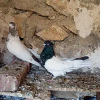 یک جفت کله ای|پرنده|بناب, |دیوار