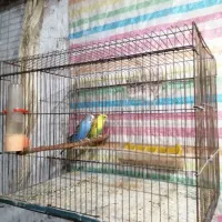 مرغ عشق جفت