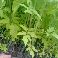 حراج فوری نهال بادمجون گوجه ریز فلفل تند و دلمه