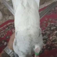 کبوتر