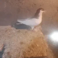 کفتر خال سرخ سبز|پرنده|مشهد, انقلاب|دیوار