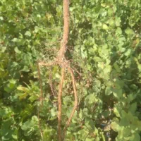 درخت پسته پیوندی وغیرپیوندی یه ساله دوساله سه ساله|گل و گیاه طبیعی|حسن آباد, |دیوار