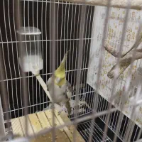 عروس هلندی نر و ماده|پرنده|شیراز, حجت آباد|دیوار